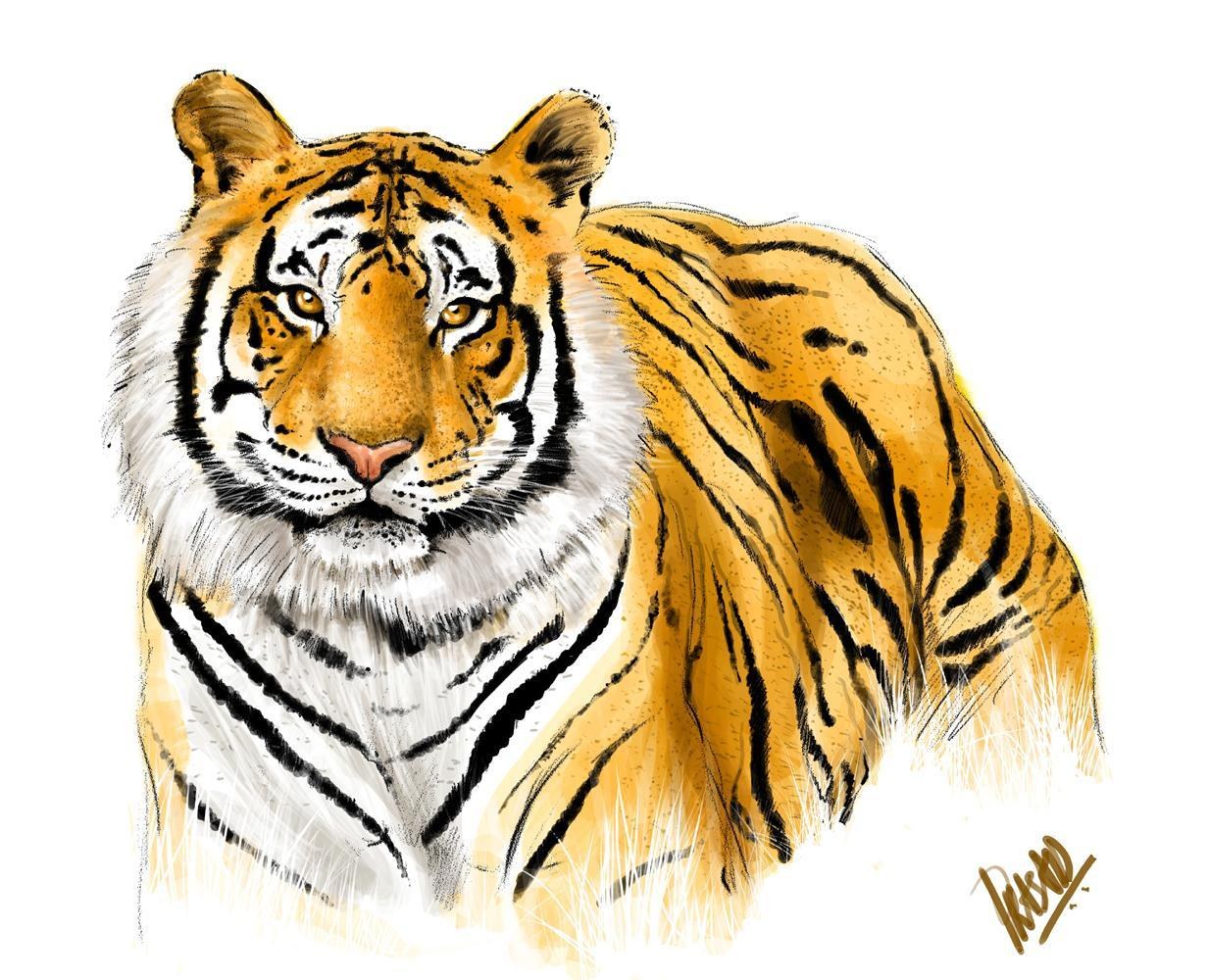 tiger portrait illustration