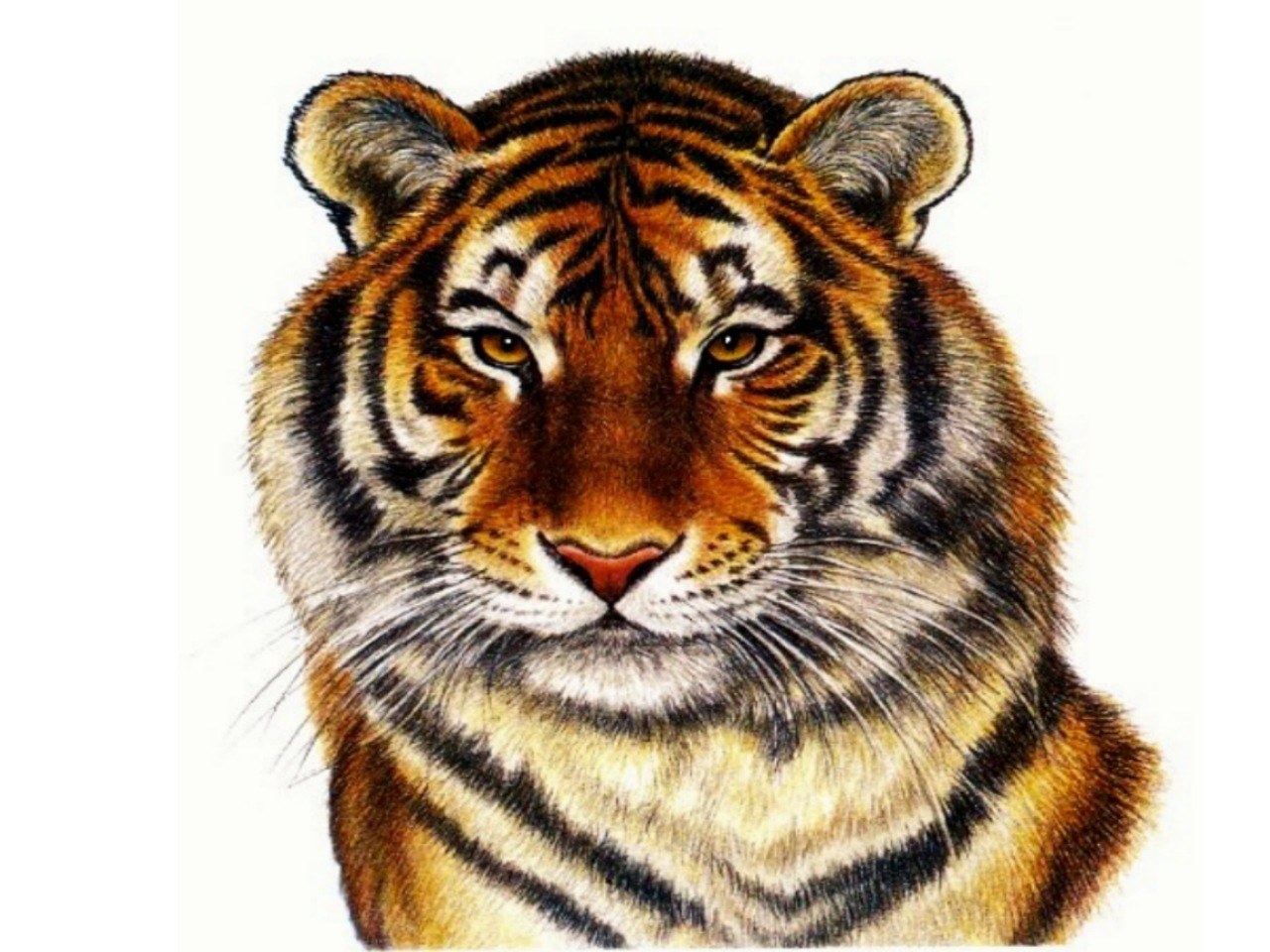 tiger portrait illustration