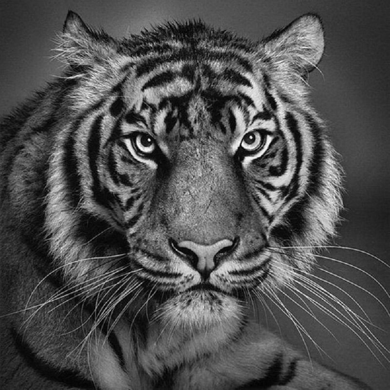 tiger portrait in black and white