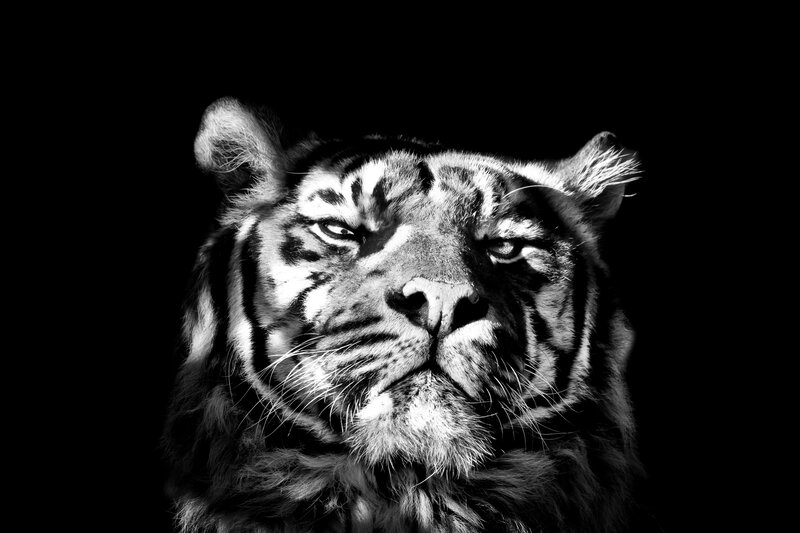 tiger portrait in black and white