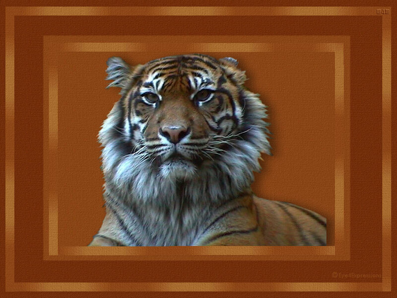 Tiger portrait in frame