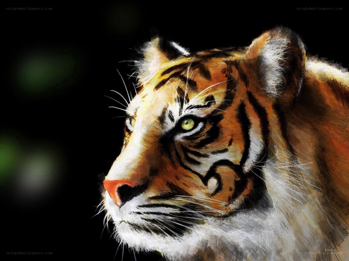 tiger portrait in profile