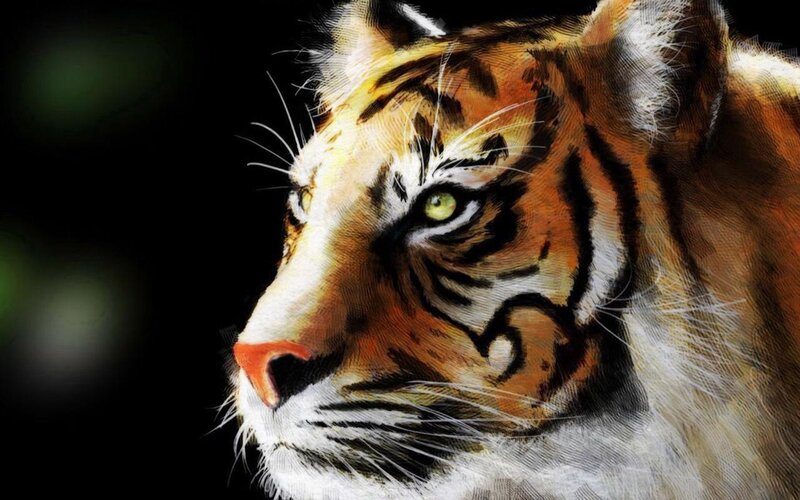 tiger portrait in profile