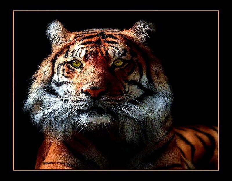 tiger portrait on black background