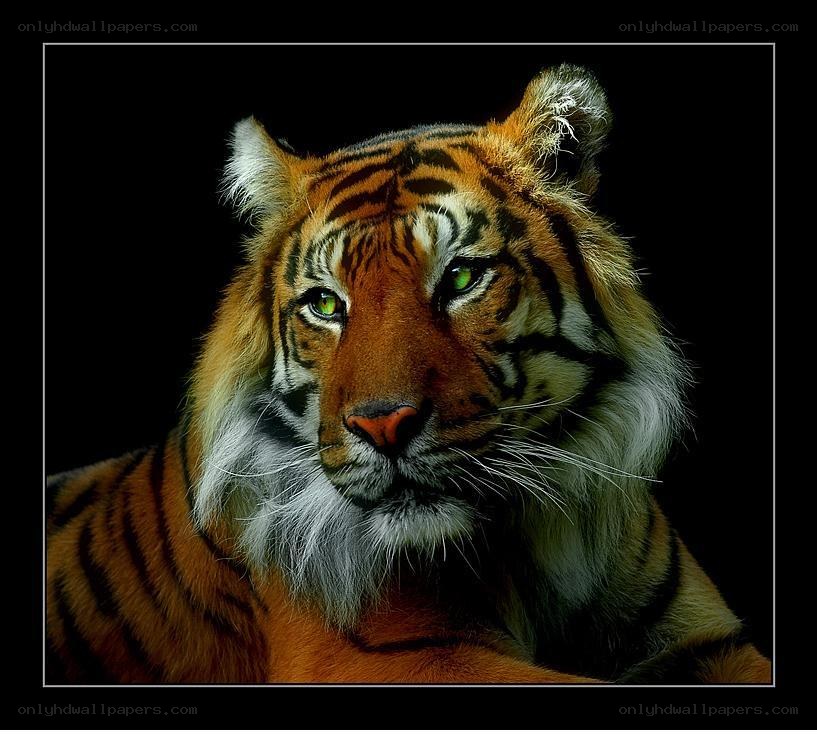 tiger portrait on black background