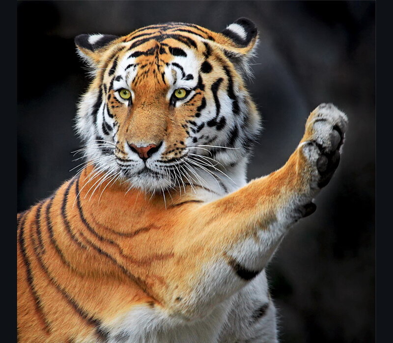 Tiger Raising Paw