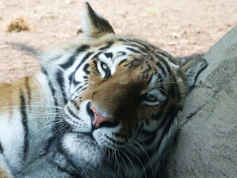 Tiger Resting Against Rock
