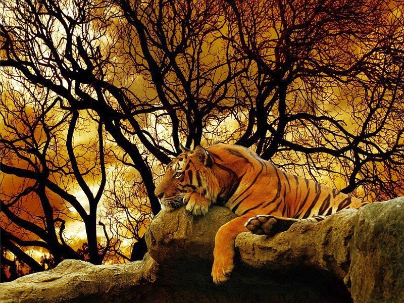 Tiger resting at sunset