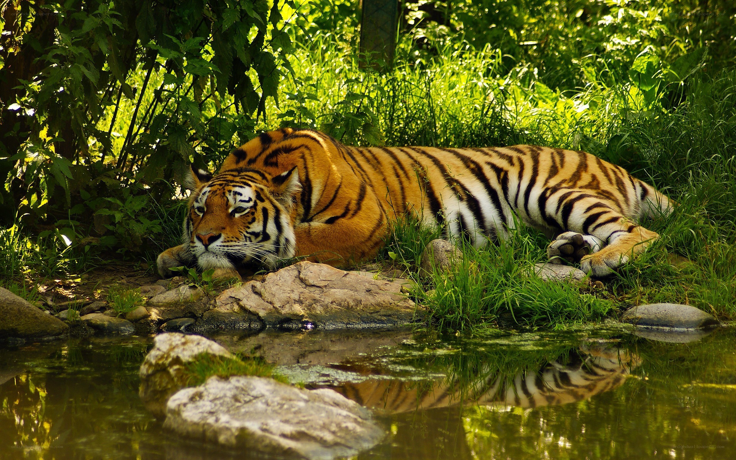 Tiger resting by a pond