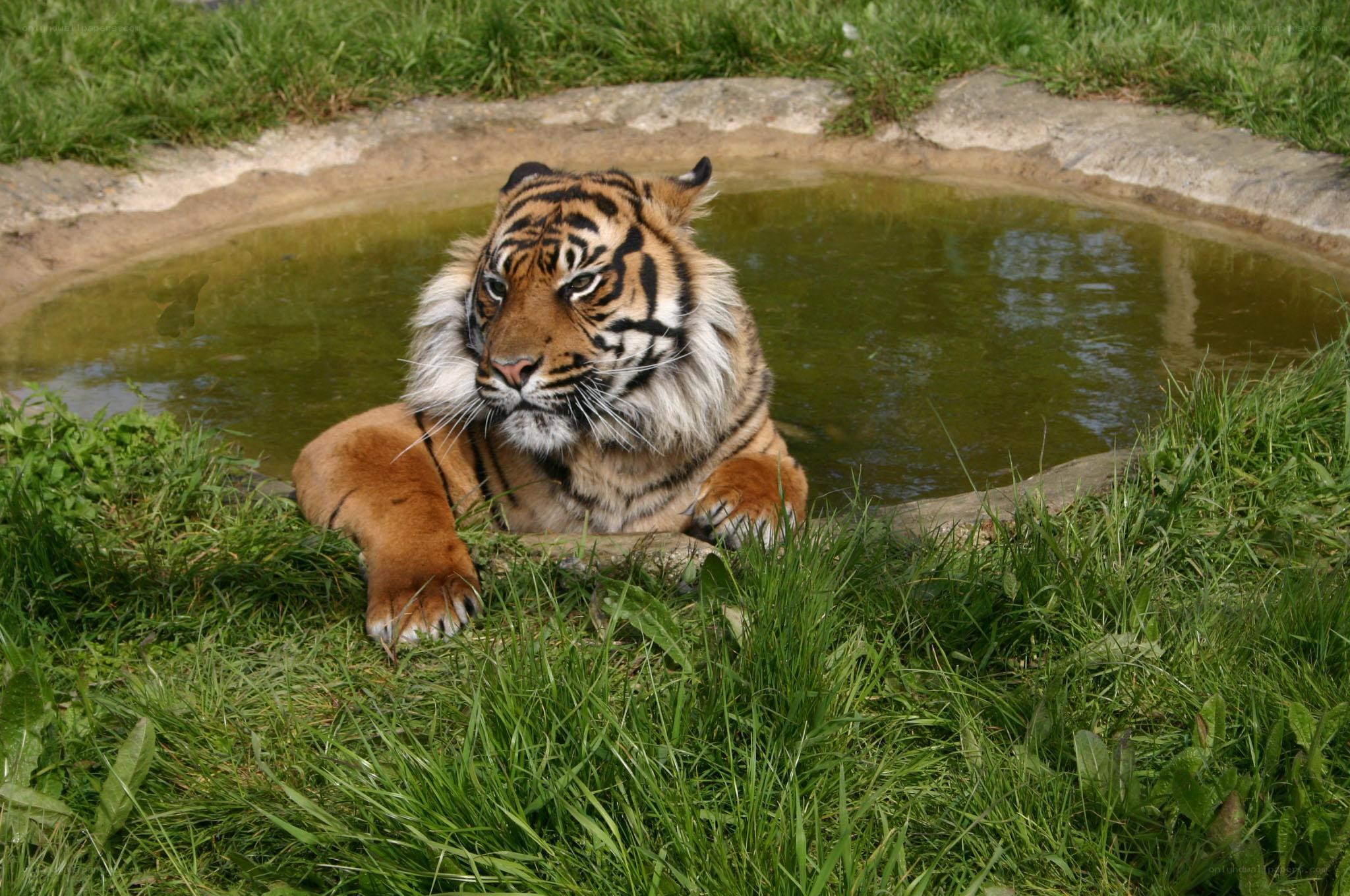 Tiger resting by a pond