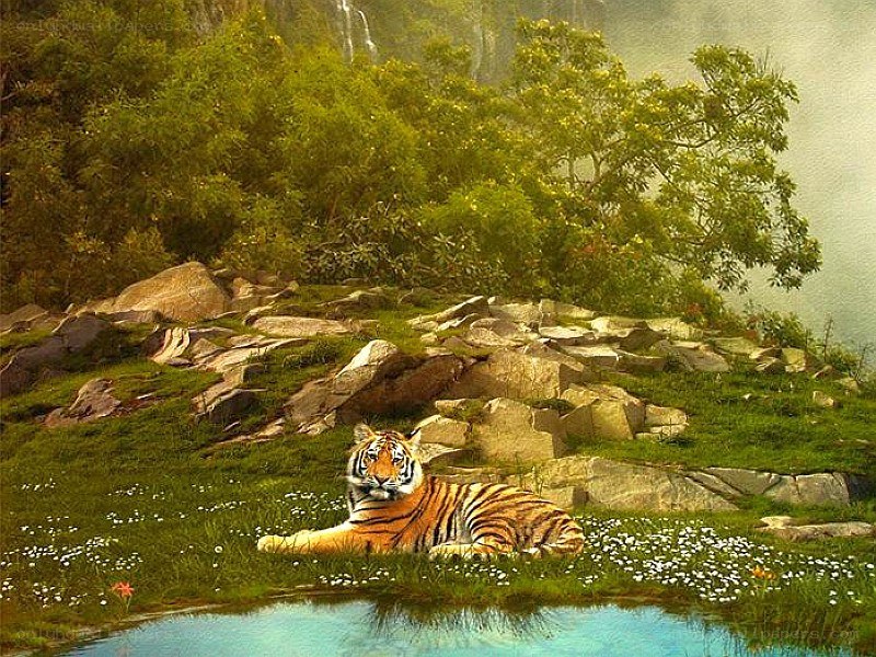Tiger resting by a pond
