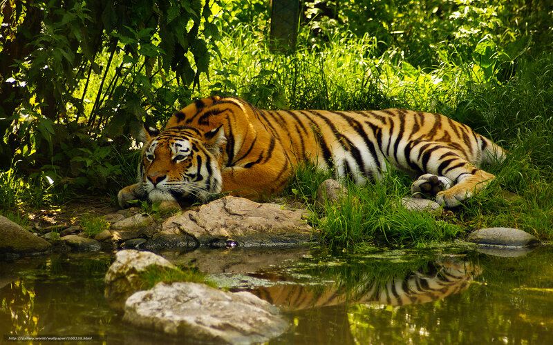 Tiger resting by a pond