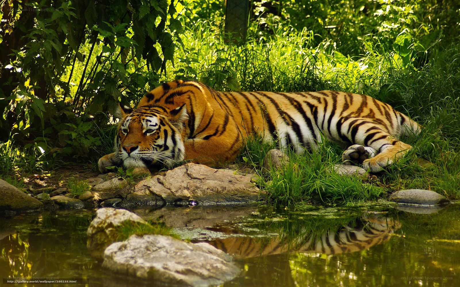 Tiger resting by a pond