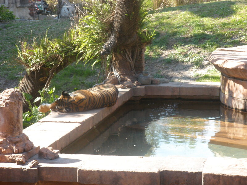 tiger resting by a pool