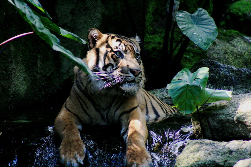 Tiger resting by a stream