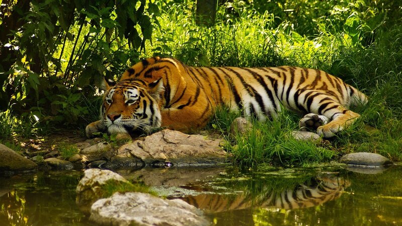 Tiger resting by a stream