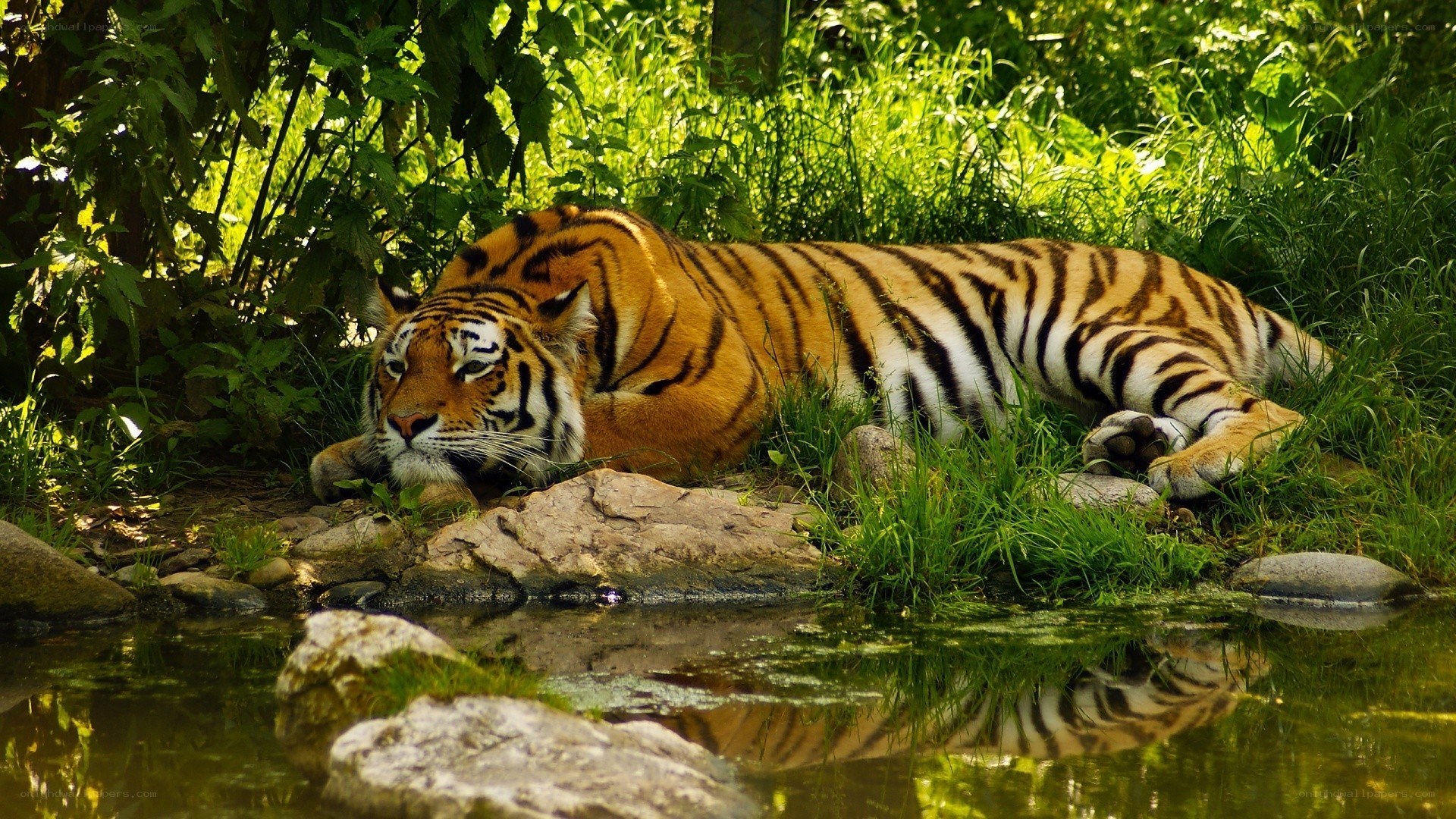 Tiger resting by a stream