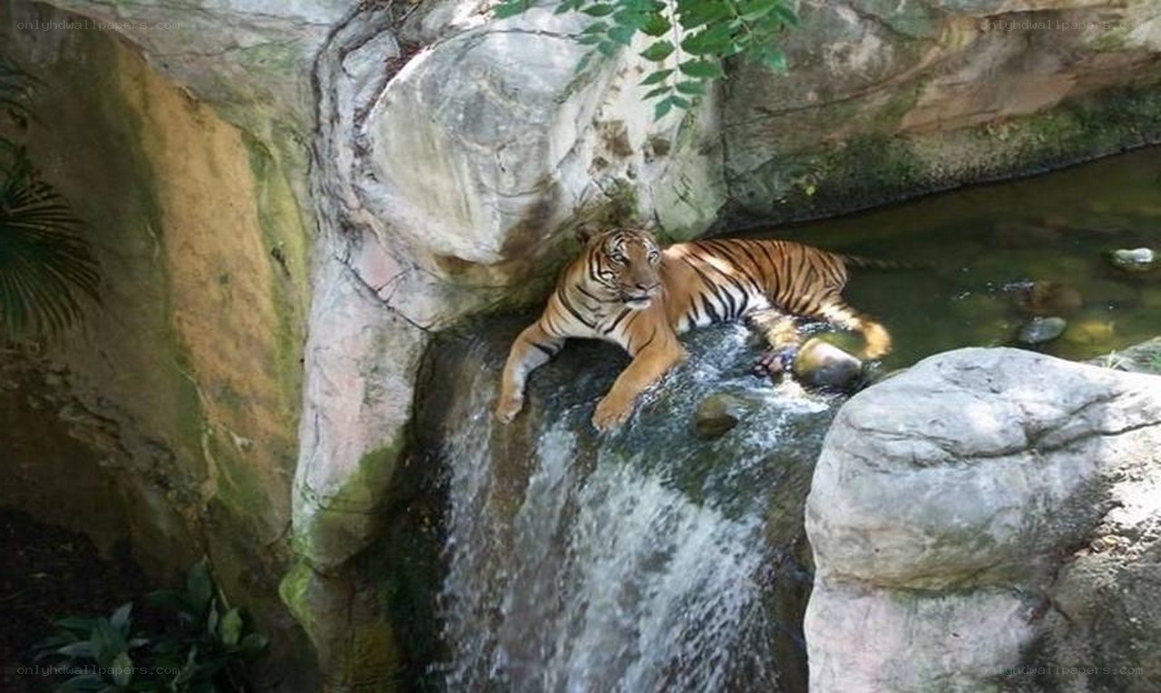Tiger resting by a waterfall