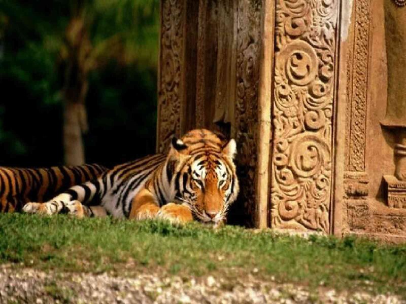 tiger resting by carved pillar
