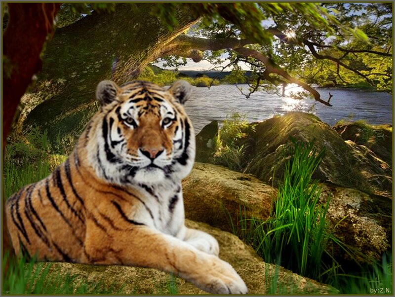 Tiger Resting by River