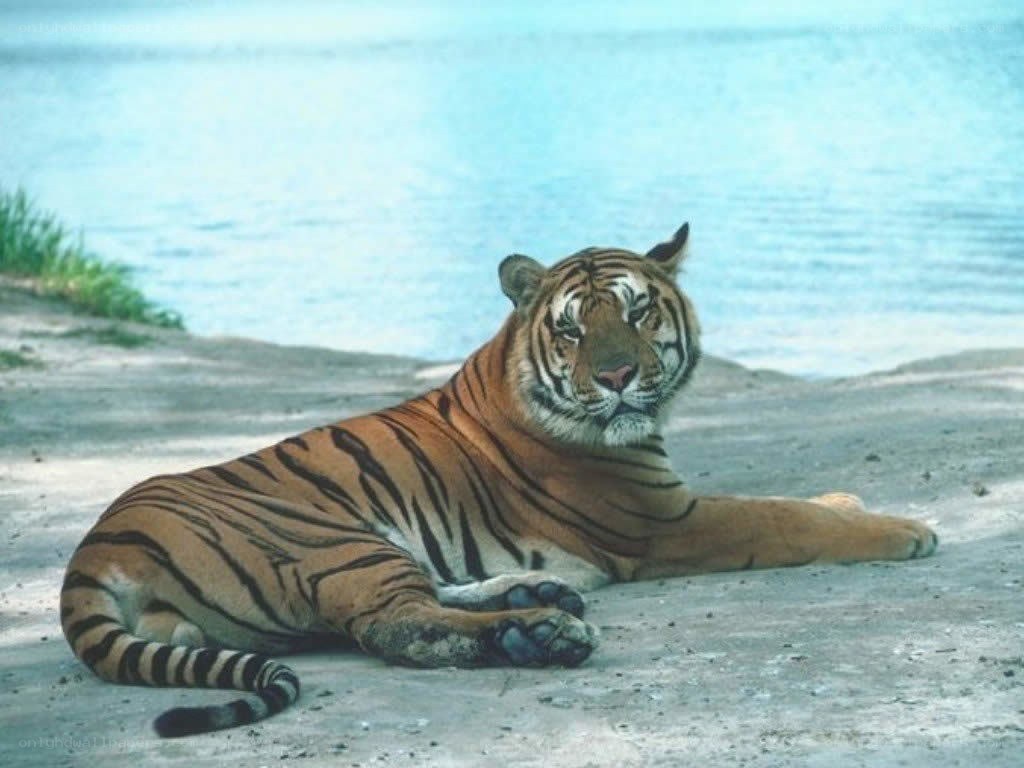 tiger resting by the water