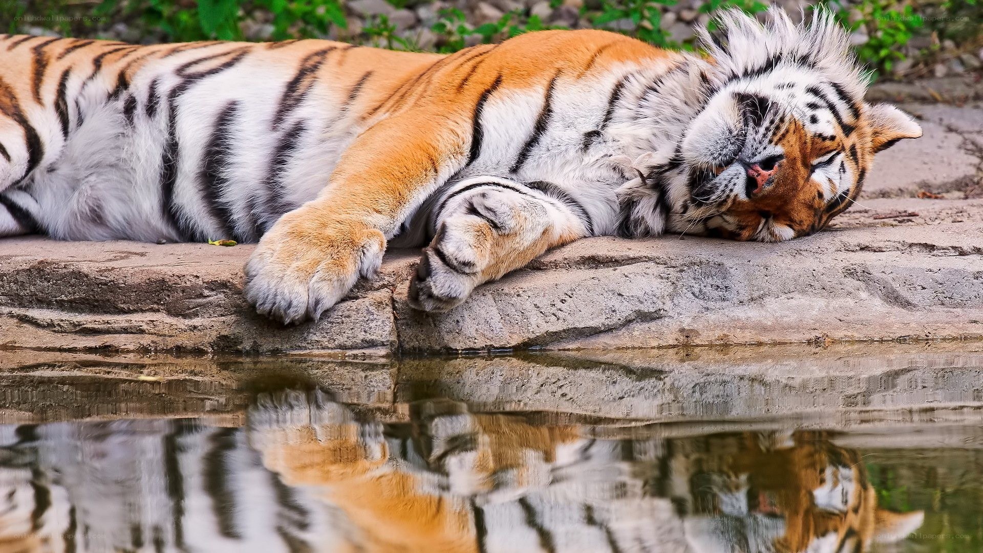 Tiger resting by water