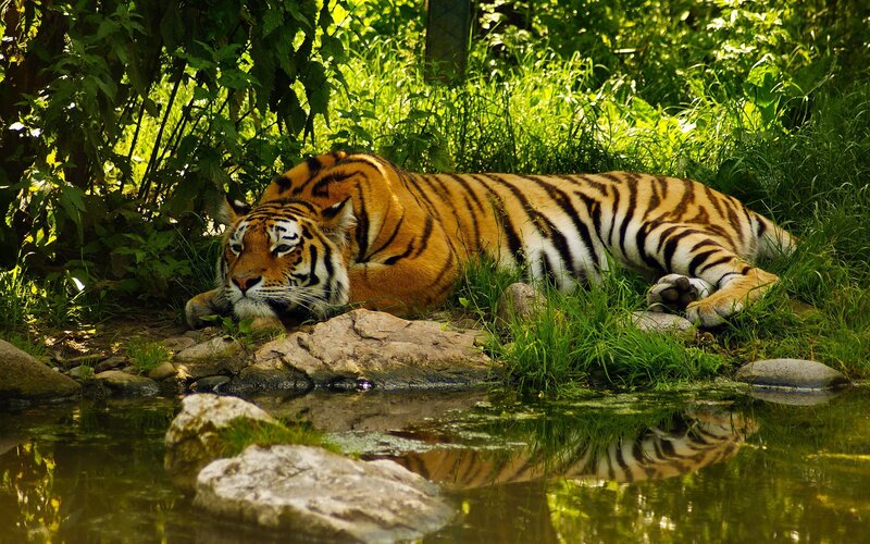 Tiger Resting by Water — Green, Calm
