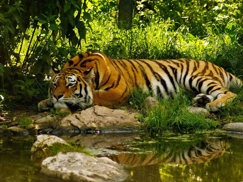 Tiger Resting by Water — Green, Serene, Afternoon