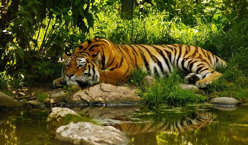 Tiger Resting by Water — Green