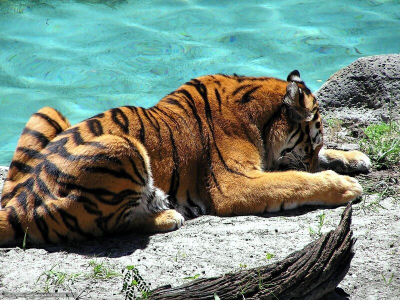 Tiger Resting by Water — Orange, Calm, Afternoon