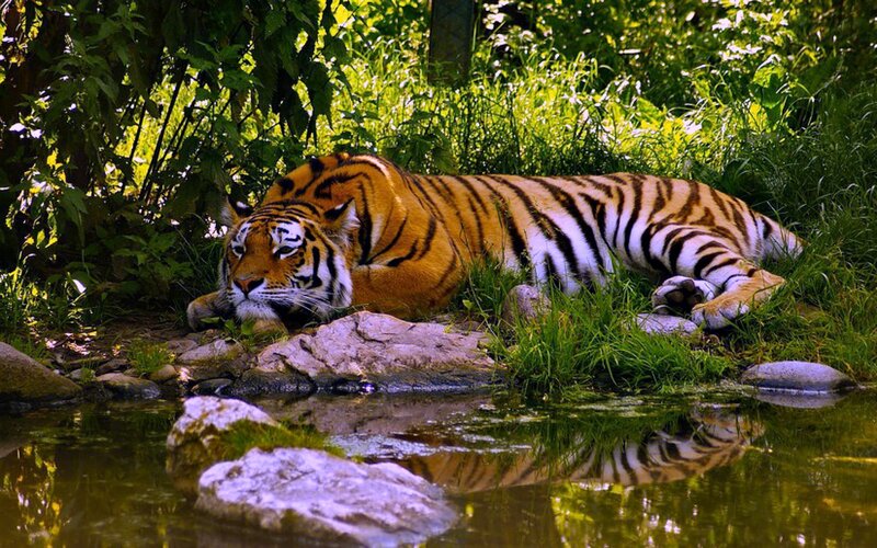 Tiger Resting by Water — Orange, Calm