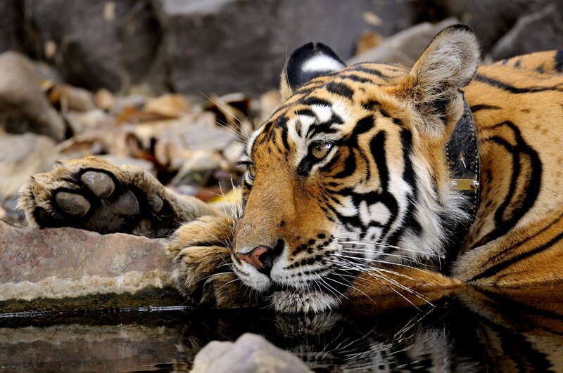 Tiger Resting by Water — Orange