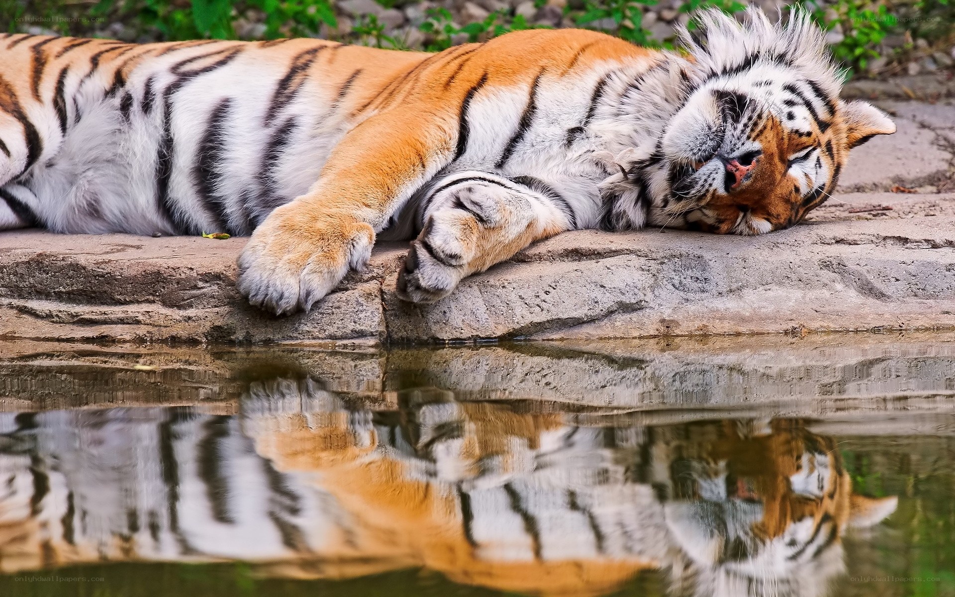 Tiger resting by water