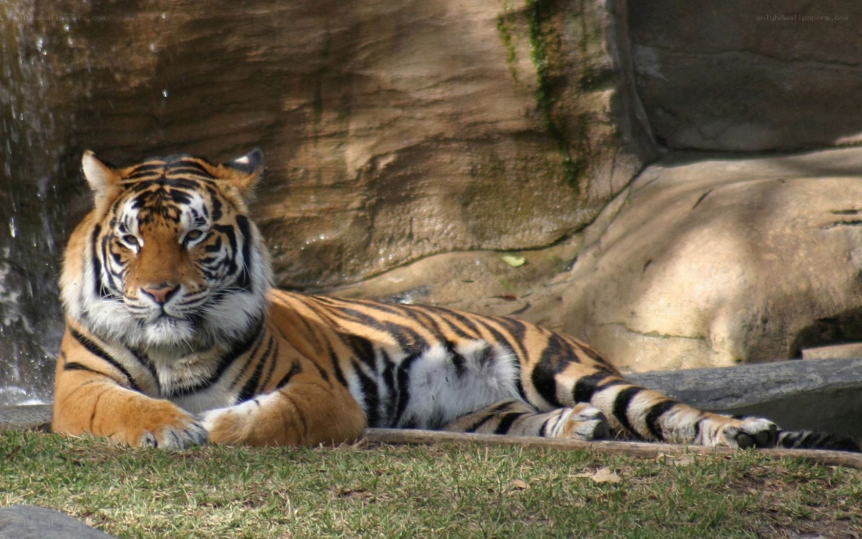 Tiger resting by waterfall