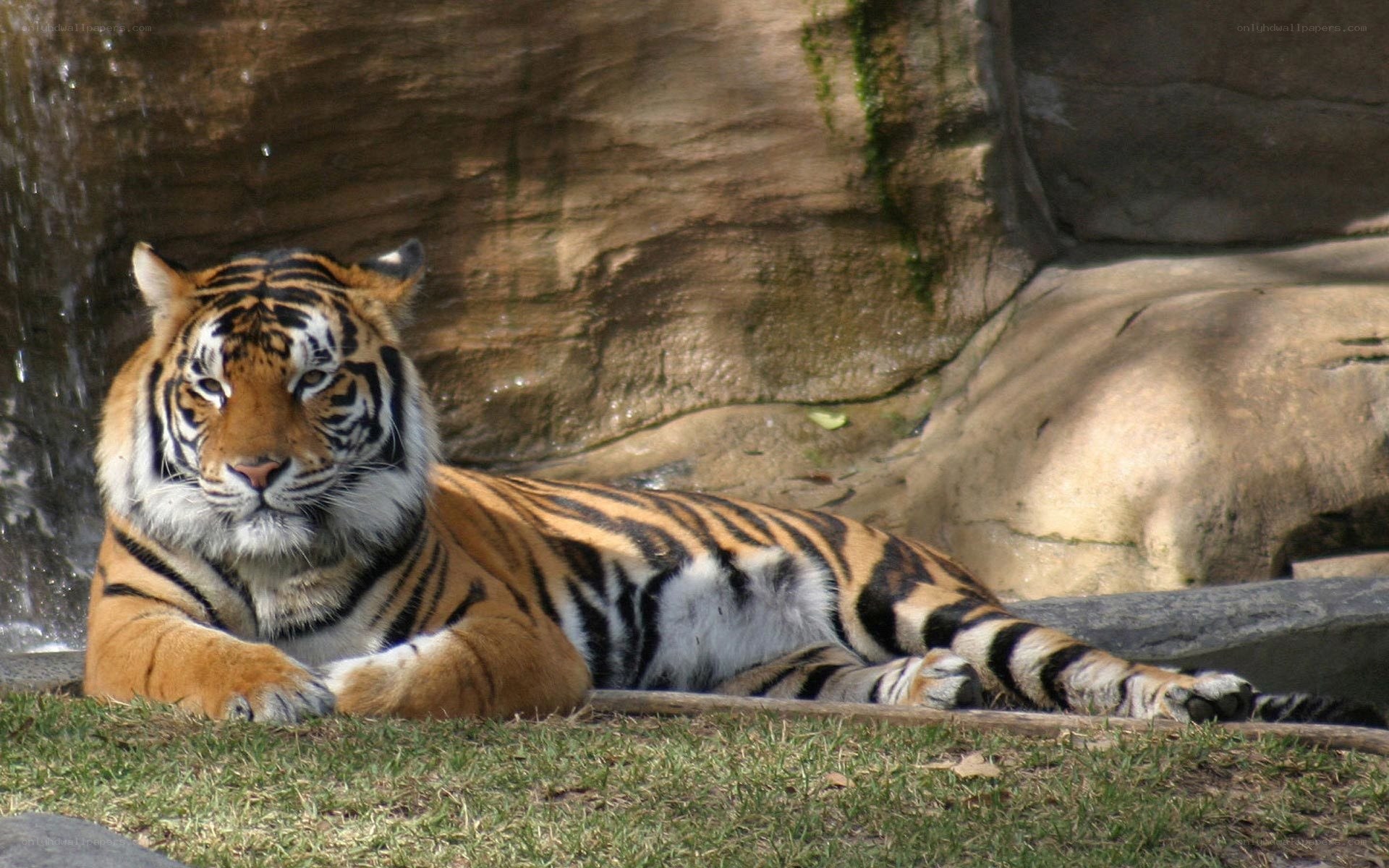 tiger resting by waterfall