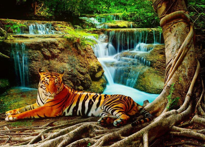 Tiger Resting by Waterfall — Orange, Serene
