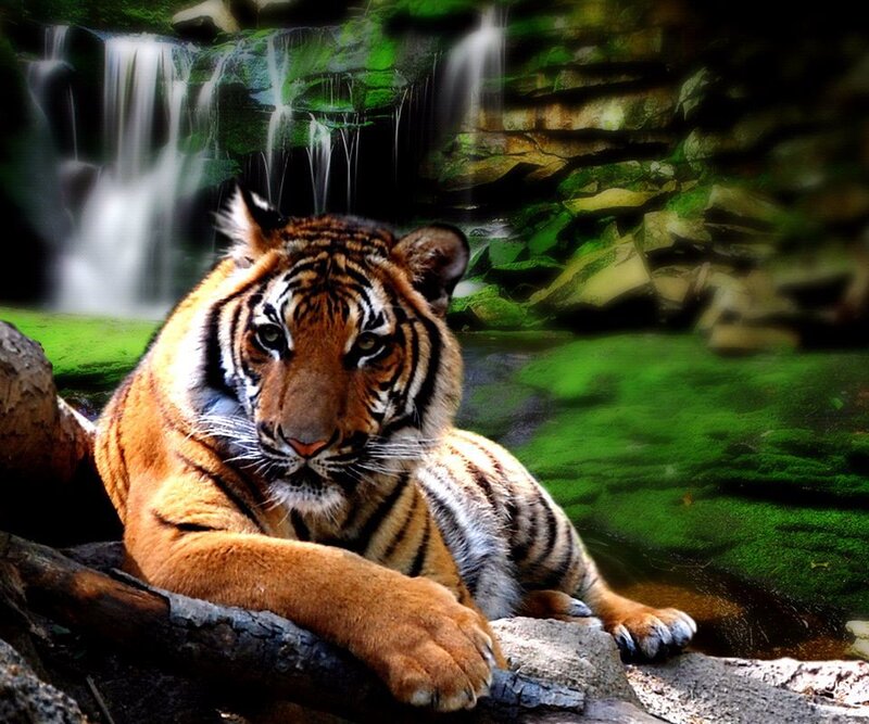 Tiger Resting by Waterfall — Orange