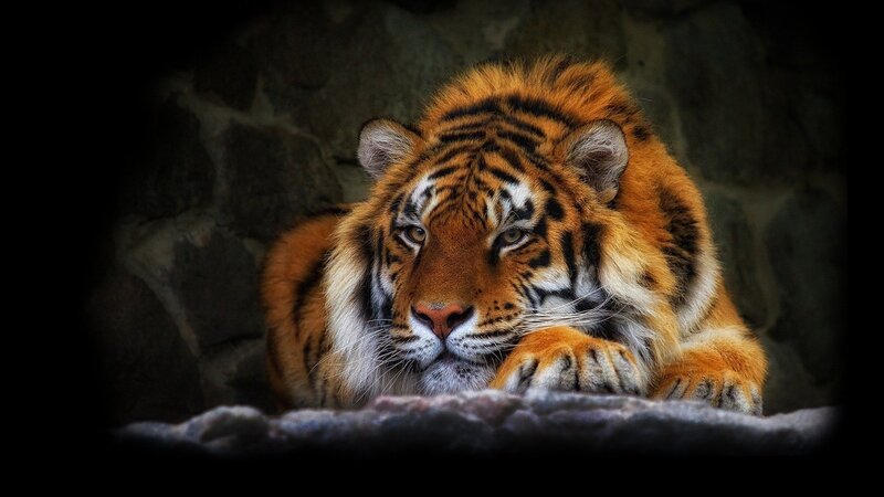 Tiger resting in a cave