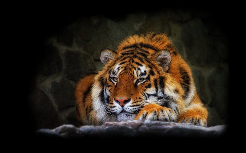 Tiger resting in a cave