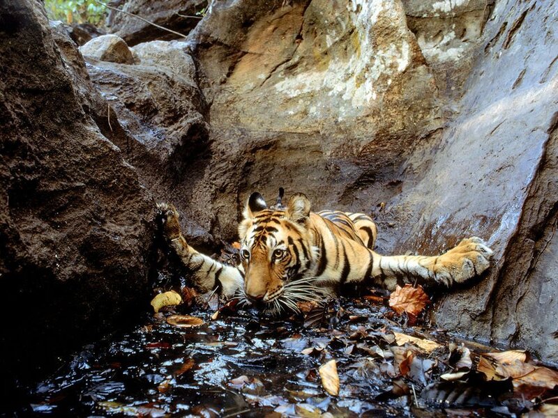 tiger resting in a rocky stream