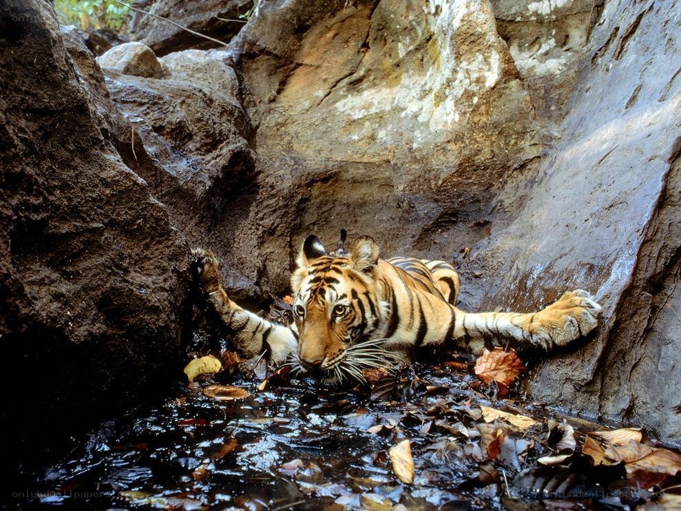 tiger resting in a rocky stream