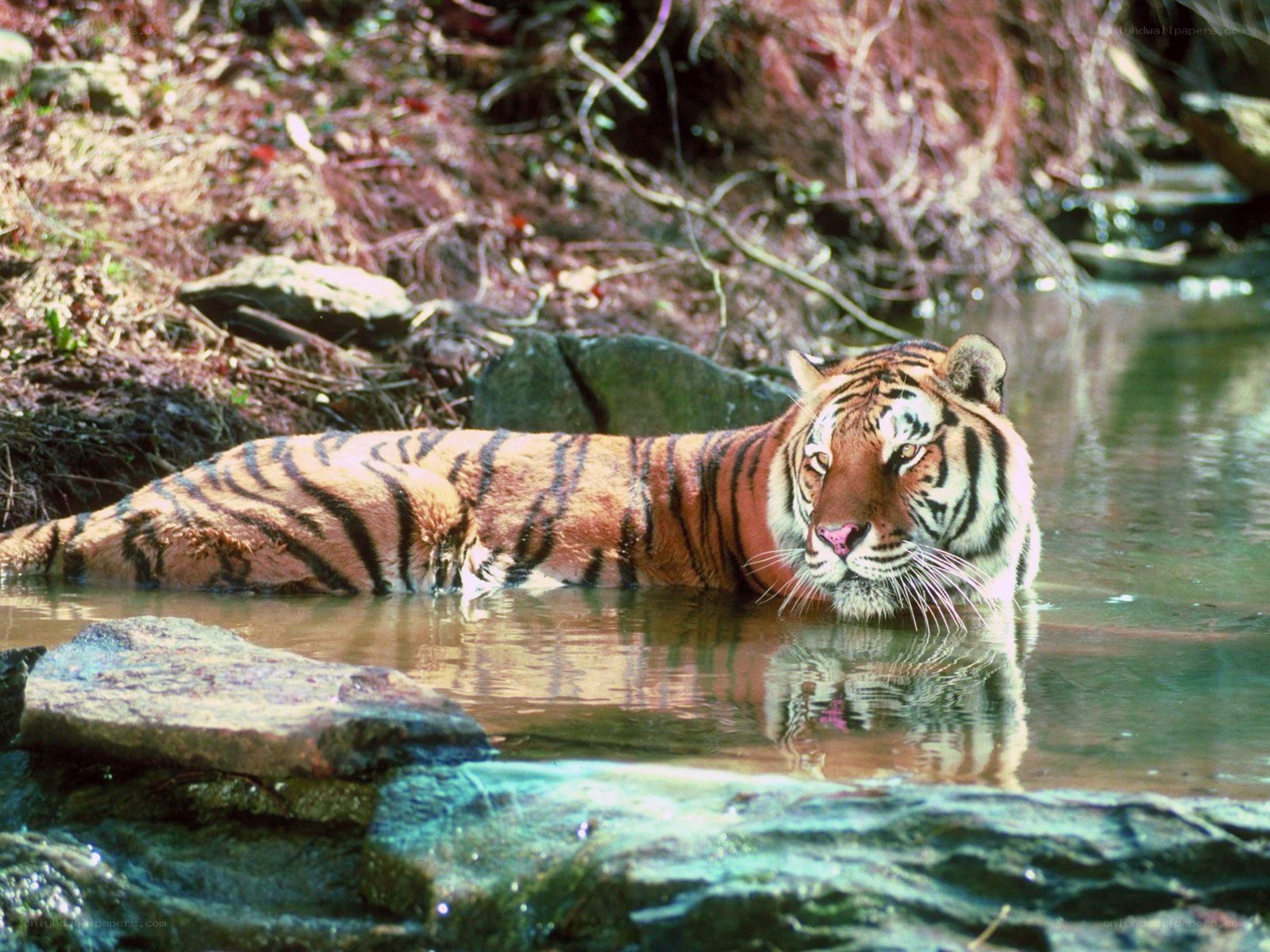 Tiger resting in a stream