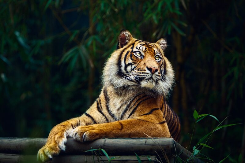 Tiger resting in bamboo forest