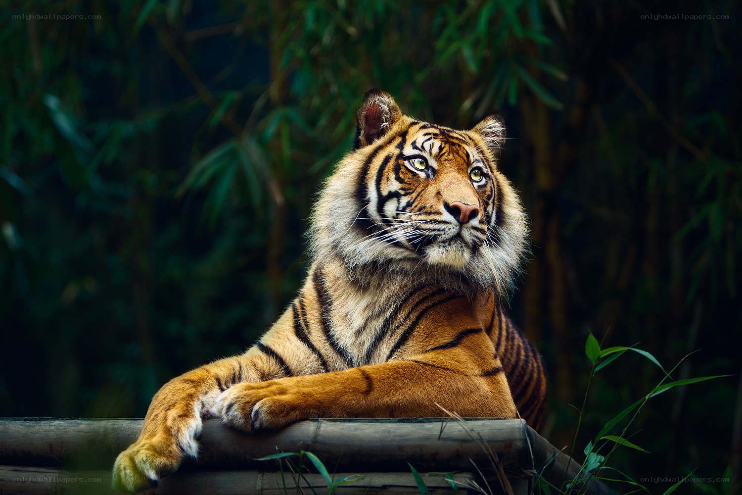 Tiger resting in bamboo forest