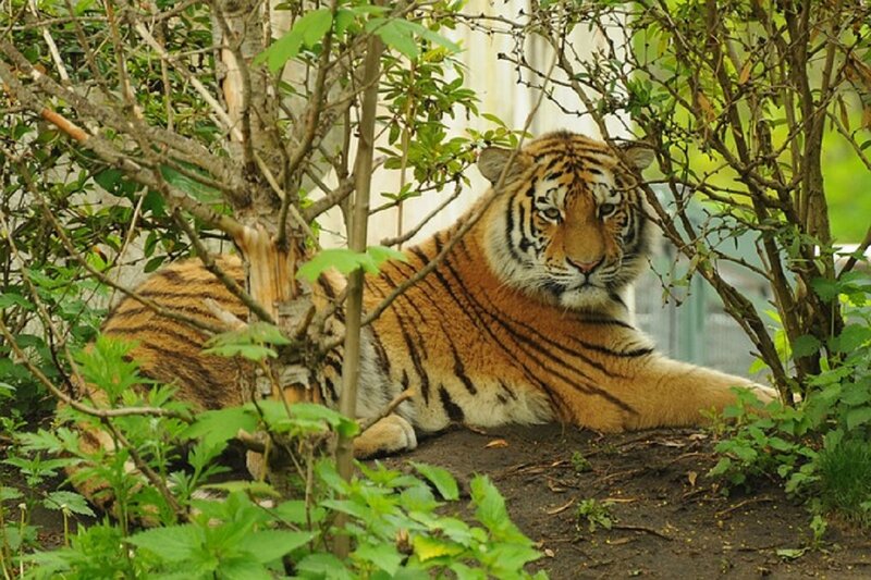 Tiger Resting in Bushes
