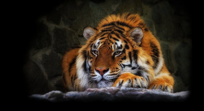 tiger resting in cave