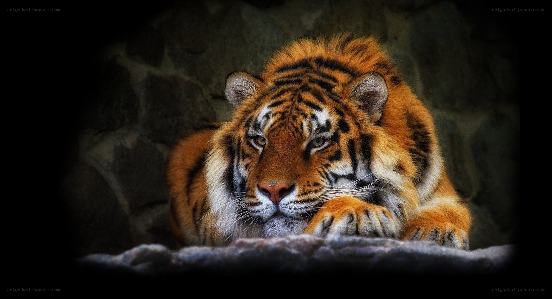tiger resting in cave