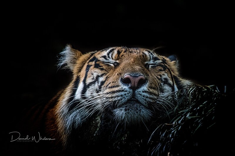 Tiger Resting in Dark