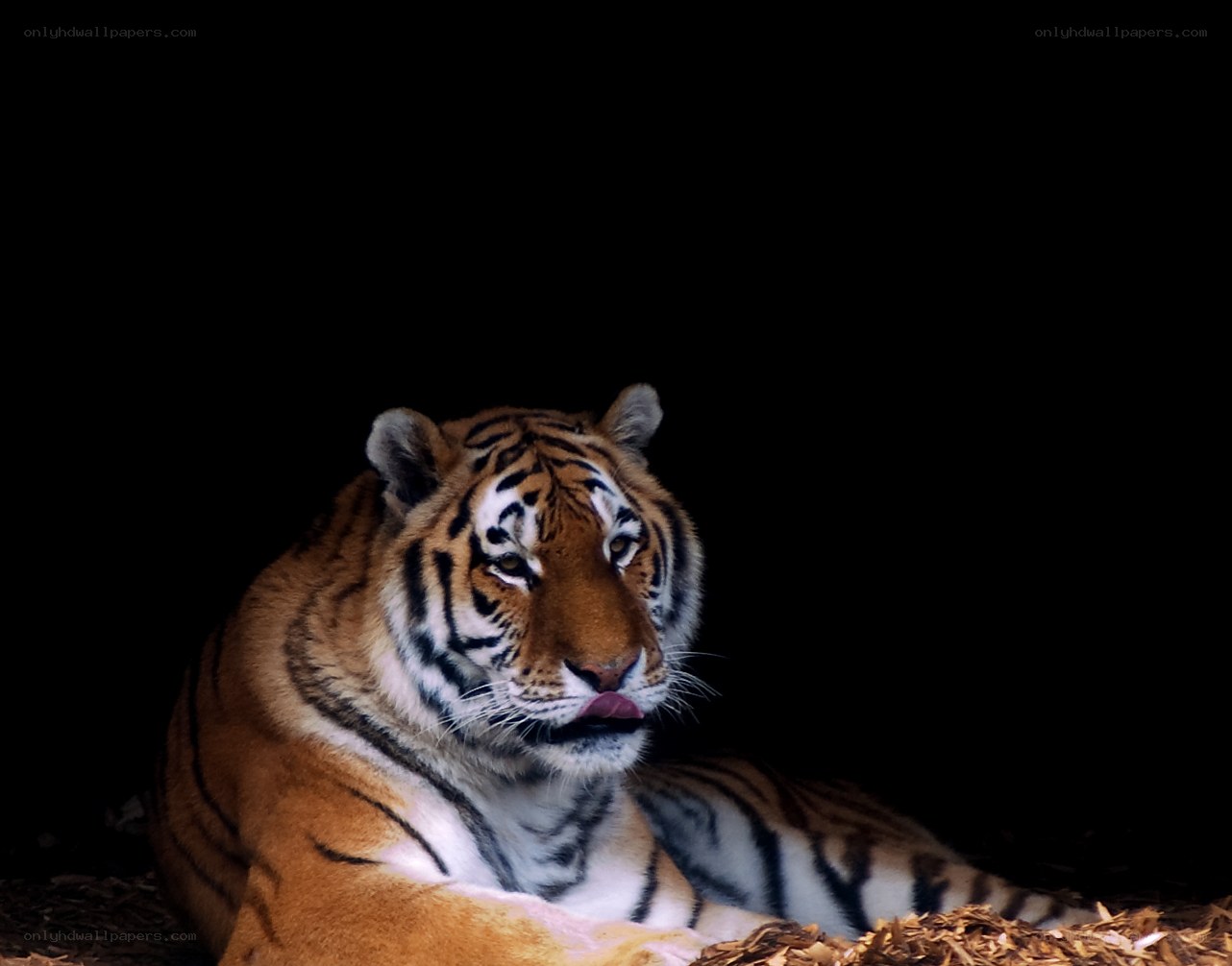 tiger resting in darkness