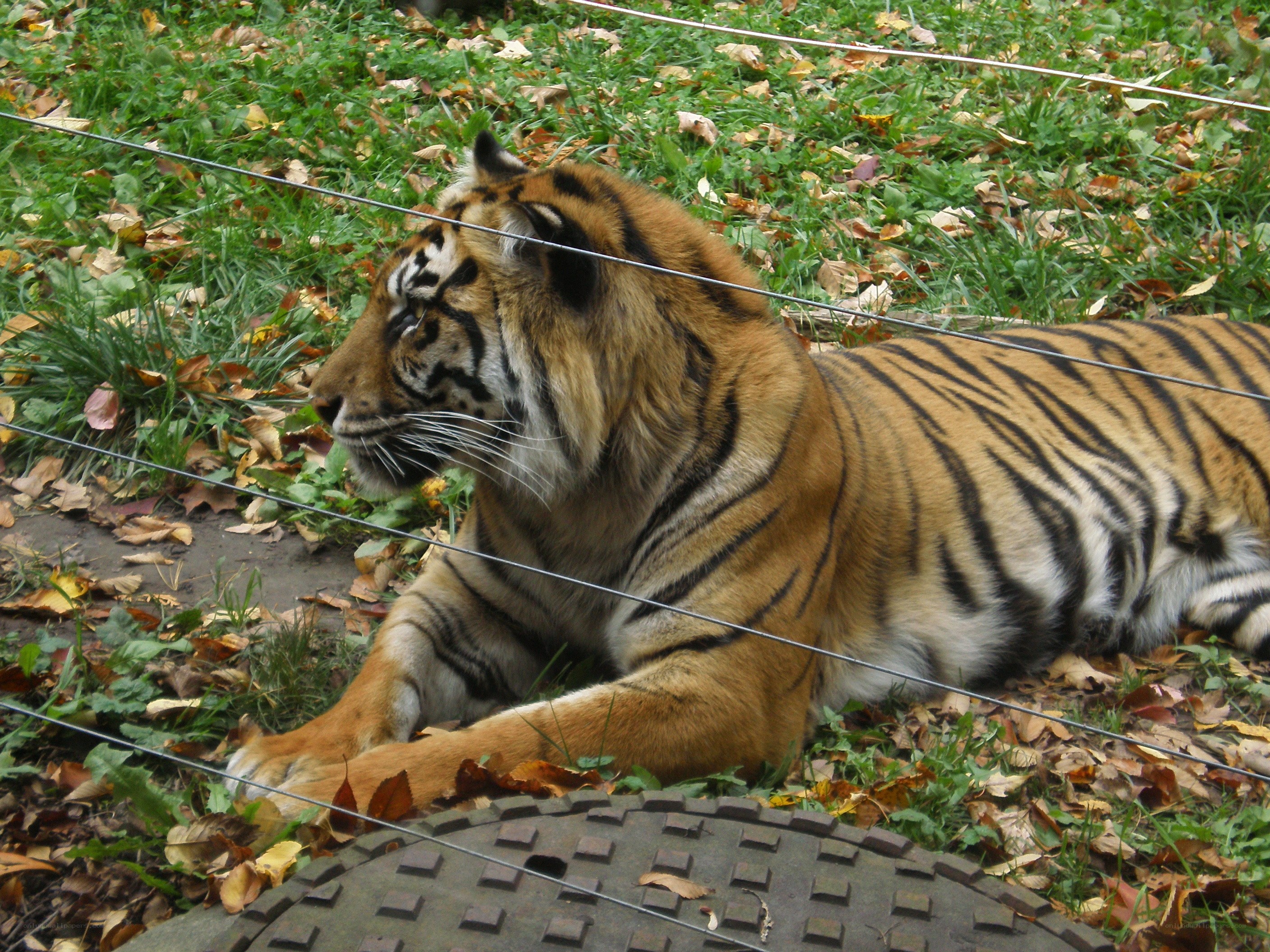 tiger resting in enclosure